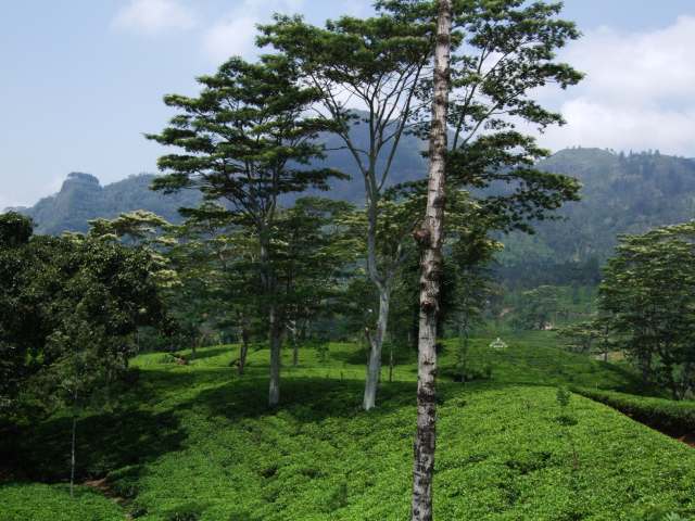 Thee plantage in de buurt van nuwara eliya