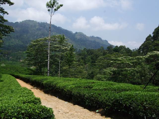 Thee fabriek in de buurt van nuwara eliya