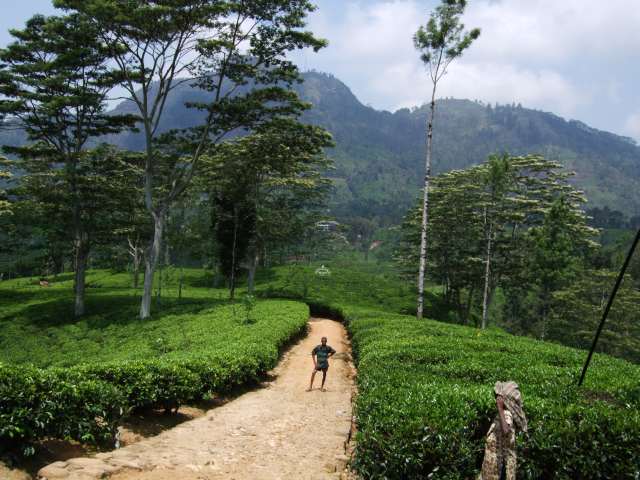 Thee plantage in de buurt van nuwara eliya
